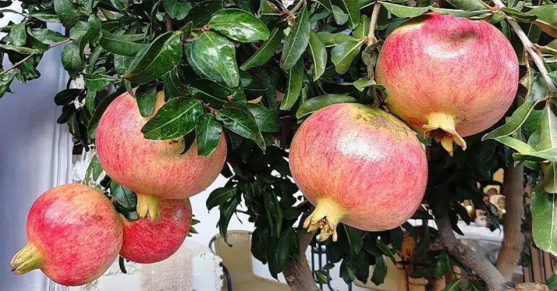 Реших да си отгледам НАР – Много непретенциозно растение