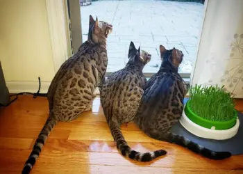 След тежка лична трагедия лекар създаде клинка с котки терапевти