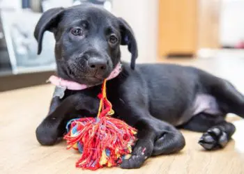 Историята за малко пале, шест крака и много много любов