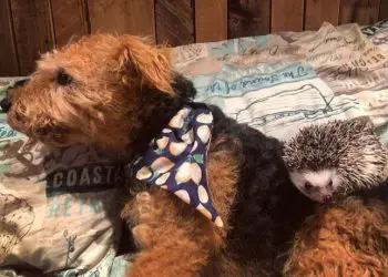 Могат ли домашните любимци да ни лекуват?