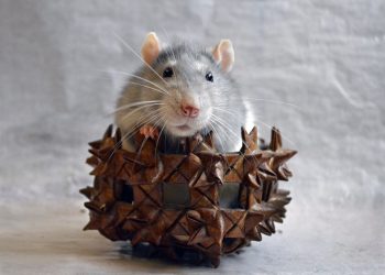 Астролозите споделиха препоръки с какво е най-подходящо да посрещнем новата 2020 година