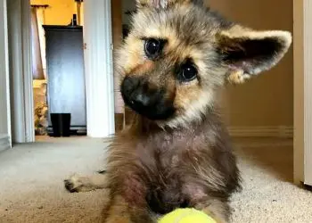 Рядък здравословен проблем остави едно куче завинаги да изглежда като сладко бебе