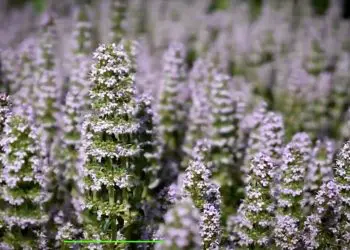 Мащерката е вълшебна билка – лекува цялото тяло