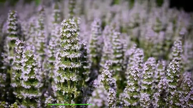 Мащерката е вълшебна билка – лекува цялото тяло