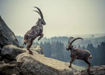 Успех след успех за Козирога през 2020 г