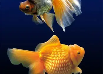 Рибите ще се радват на романтика и късмет през 2020 г.