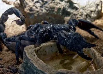 Тези 6 знака от зодиака никога не се предават без битка