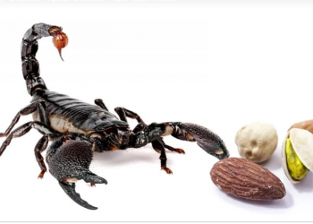 2020 е година на мъдростта за Скорпионa