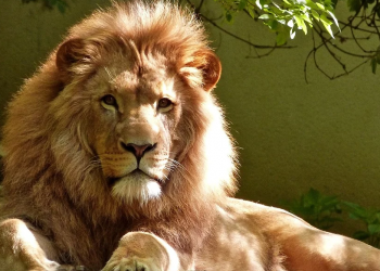 Успехи в бизнеса и скандали в къщи за Лъва през идните месеци