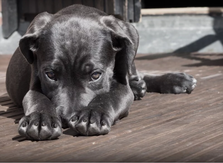 Не правете това с кучето си, то мрази това, но не може да ви го каже