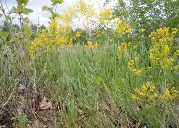 Биолози са се натъкнали на сибирска трева, която лекува новата зараза!