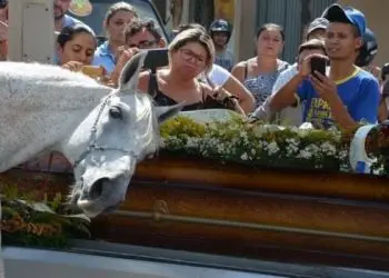 Емоционалната история за един кон, който присъства на погребението на стопанина си