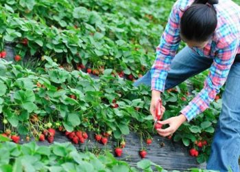 Великобритания, Италия, Испания и Германия плачат за българските работници! Искат ги обратно на мига!