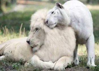 Бебетата, които са родени от любовта между тигрица и лъв са уникални! (СНИМКИ)