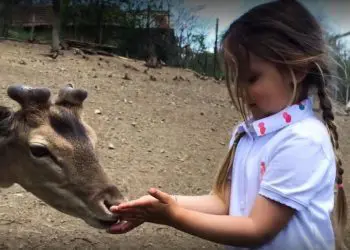 Историята за приятелството на малката Алис от Лясковец и нейната алпака е невероятна! (ВИДЕО)