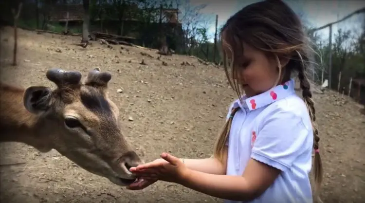 Историята за приятелството на малката Алис от Лясковец и нейната алпака е невероятна! (ВИДЕО)