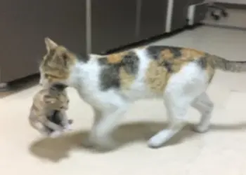 Майка котка заведе малкото си котенце в човешка болница