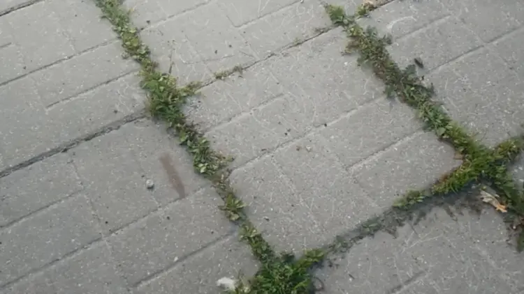 Как да се отървем от досадната и упорита трева между плочките в двора