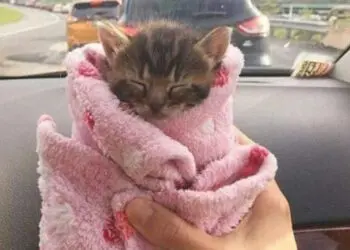 Колекция очарователни снимки, които ще накарат най-големия сърдитко да се усмихне!