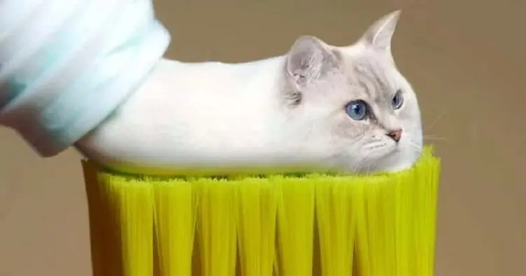 Този човек фотошопира навсякъде животни и резултатът е изключително забавен!