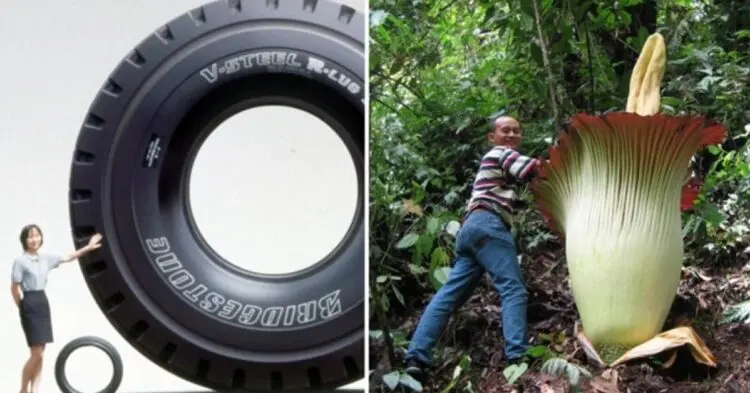 11 неща, които всъщност са много по-големи, отколкото си мислихме! (СНИМКИ)