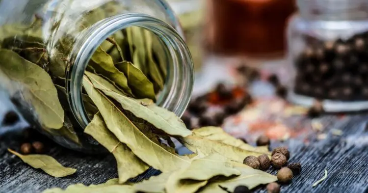 Имаш ли дафинов лист у дома? А знаеш ли за неговите здравословни ползи? Полезно!