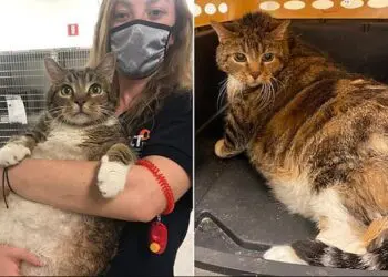 Щастлива история: Едра котка намери нов дом, след като бе изоставена!