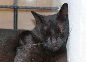 Имаш лош късмет? Ето 2 прости неща, които ще го поправят!