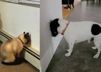 Ако котката или кучето ни правят това, значи трябва да им помогнем веднага!