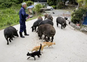 Този човек остана във Фукушима след земетресението и цунамито, за да се грижи за животните!