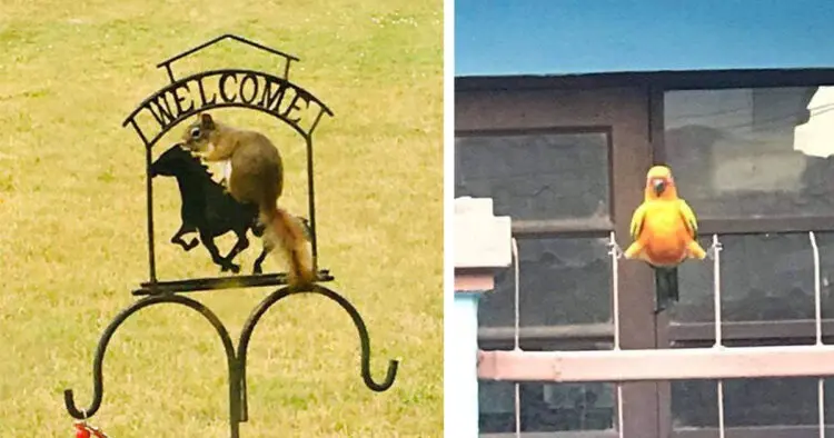 20 забавни снимки, чийто главни роли бяха изиграни от нашите приятели – животните!