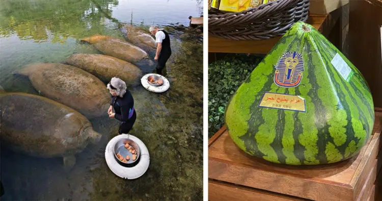 18 редки, но реални неща, които малцина имаха шанса да зърнат! (УНИКАЛНИ НАХОДКИ)