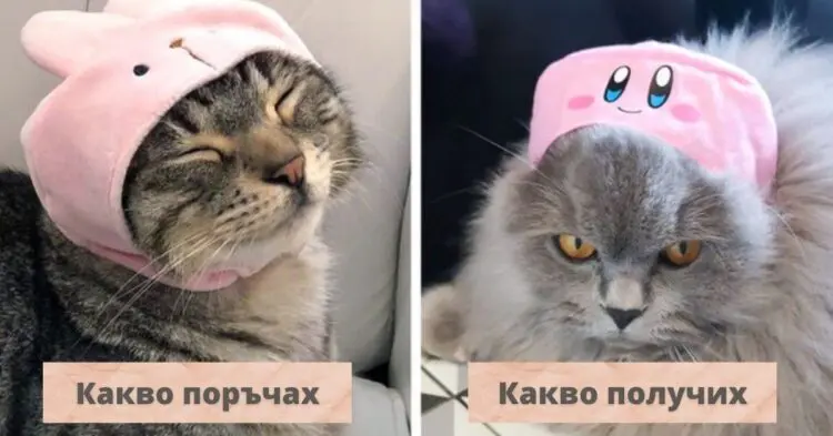 Когато си мислиш, че правиш най-якия подарък за домашния си любимец, но той не те отразява…