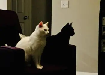 20 снимки, които изобщо не са това, което си мислиш… вгледай се внимателно!