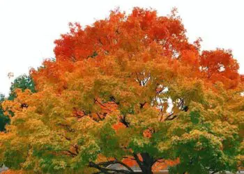 15 снимки за успокоение душите на перфекционистите!