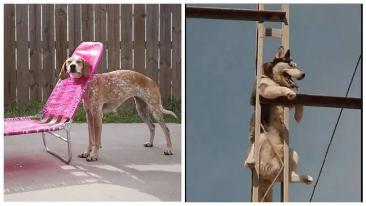 Няколко животни попаднали в неудобни ситуации, които се срамуват да поискат помощ