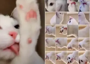 Котка си направи сама перфектните снимки! Собственикът ѝ открива десетки селфита, след като се прибира у дома!