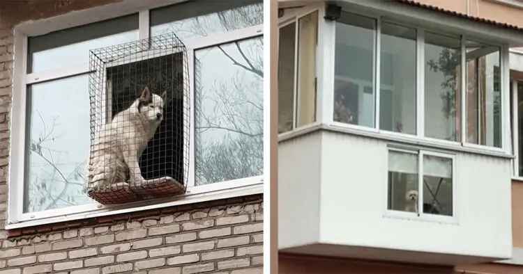Завоевателите на балкона – дузина забавни кучета и техните наблюдателни пунктове!