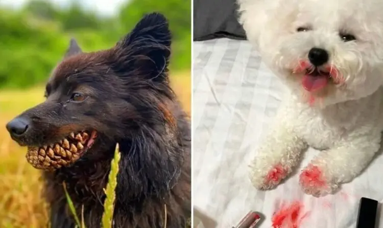 Когато домашните любимци почти доведоха собствениците си до истерия и припадък…