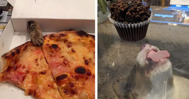 Вечно гладните! Животни, които са готови на всичко за още една порция храна!