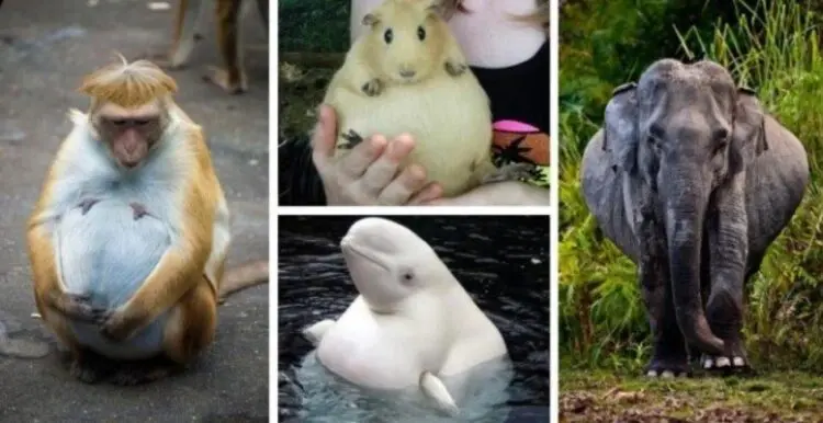 Как изглеждат бременните животни? ЛЮБОПИТНИ СНИМКИ!