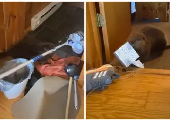 Какво се случва когато имаш за домашен любимец бобър? Интересна история!