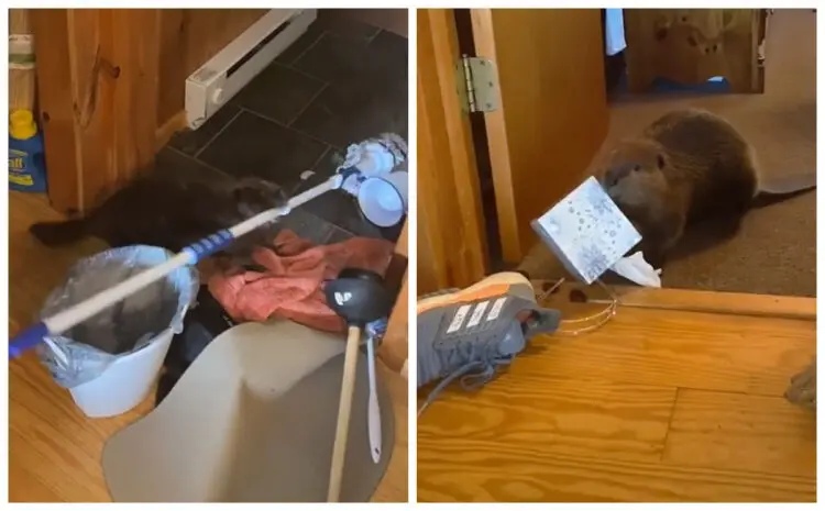 Какво се случва когато имаш за домашен любимец бобър? Интересна история!