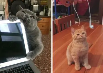 Фотографии, които доказват, че с котка у дома винаги е приключение!