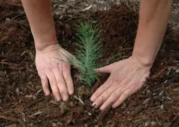 Учениците и студентите във Филипините трябва да засадят по 10 дървета, за да завършат