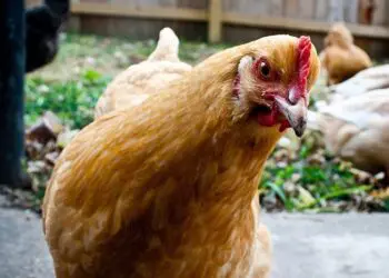 Любопитни факти за кокошките, след които животът ти няма да бъде същият