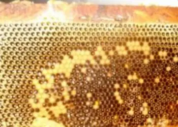 Пчеларката от родопите леля Митра споделила двете си най-силни рецепти с мед