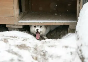 Eто как една лисица спасена от ферма за кожи, реагира на сняг, който вижда за първи път в живота си!