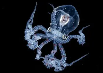 Фотограф заснема октопод и той е толкова прозрачен, че нищо не остава скрито!