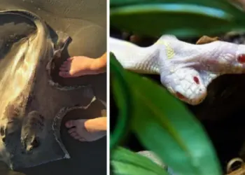 Няколко пъти когато природата се оказа по-страшна и от филм на ужасите!